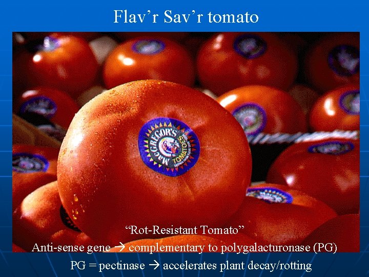 Flav’r Sav’r tomato “Rot-Resistant Tomato” Anti-sense gene complementary to polygalacturonase (PG) PG = pectinase