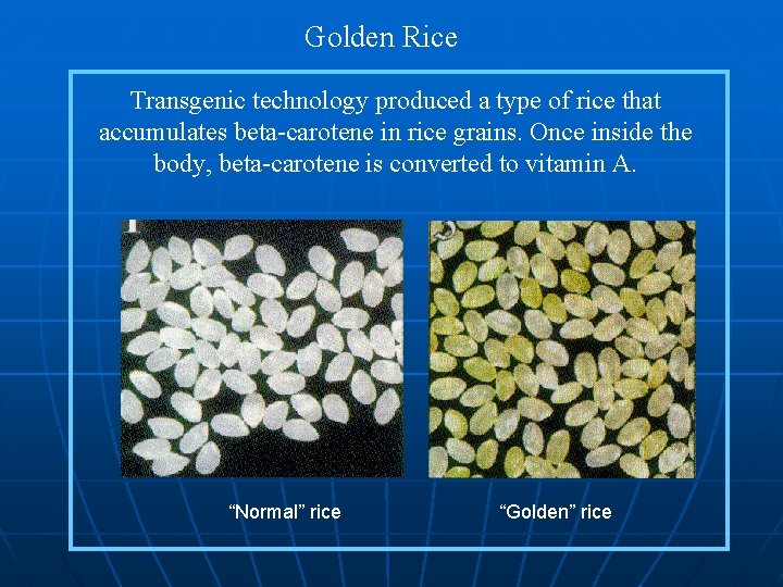 Golden Rice Normal rice Transgenic technology produced a type of rice that accumulates beta-carotene