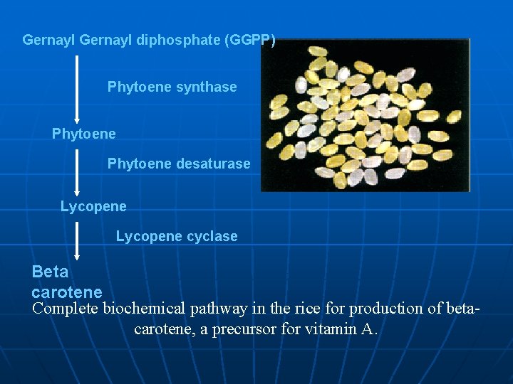 Gernayl diphosphate (GGPP) Phytoene synthase Phytoene desaturase Lycopene cyclase Beta carotene Complete biochemical pathway