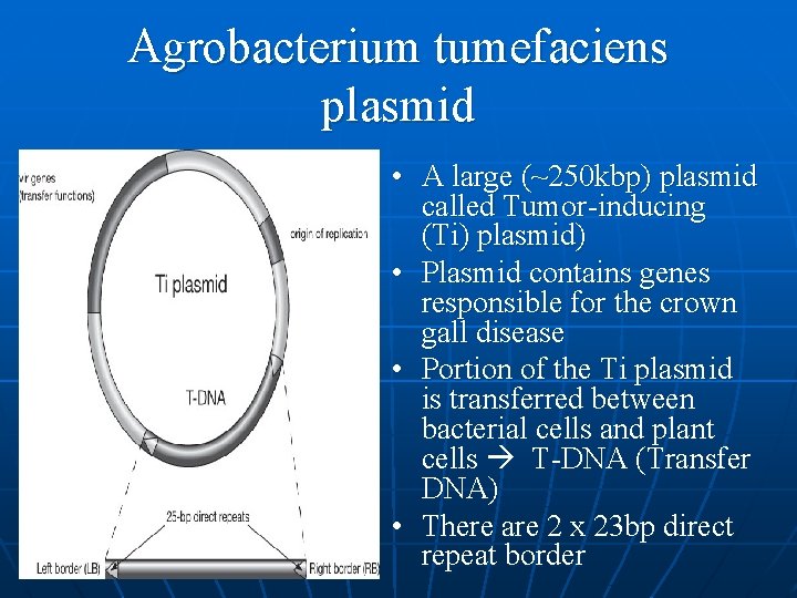 Agrobacterium tumefaciens plasmid • A large (~250 kbp) plasmid called Tumor-inducing (Ti) plasmid) •