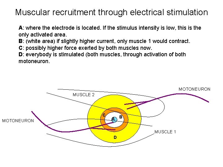 Muscular recruitment through electrical stimulation A: where the electrode is located. If the stimulus