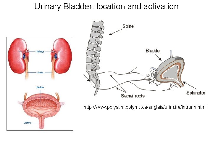 Urinary Bladder: location and activation http: //www. polystim. polymtl. ca/anglais/urinaire/intrurin. html 