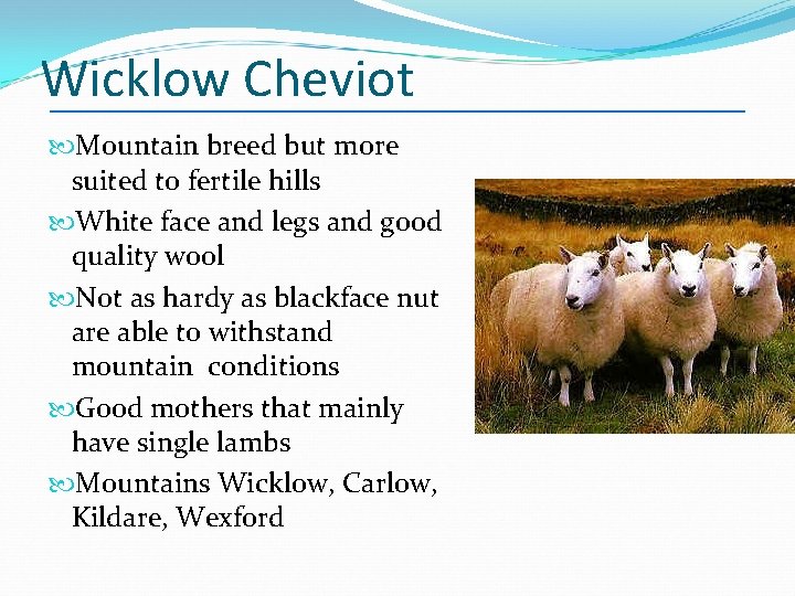 Wicklow Cheviot Mountain breed but more suited to fertile hills White face and legs