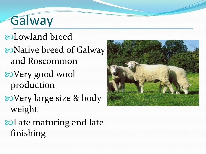 Galway Lowland breed Native breed of Galway and Roscommon Very good wool production Very