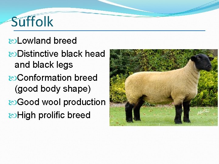 Suffolk Lowland breed Distinctive black head and black legs Conformation breed (good body shape)