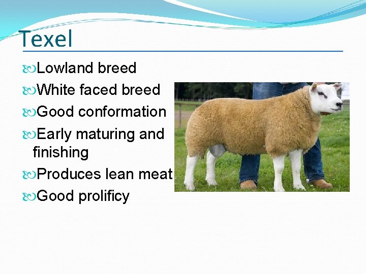 Texel Lowland breed White faced breed Good conformation Early maturing and finishing Produces lean