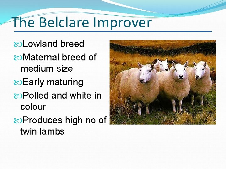 The Belclare Improver Lowland breed Maternal breed of medium size Early maturing Polled and