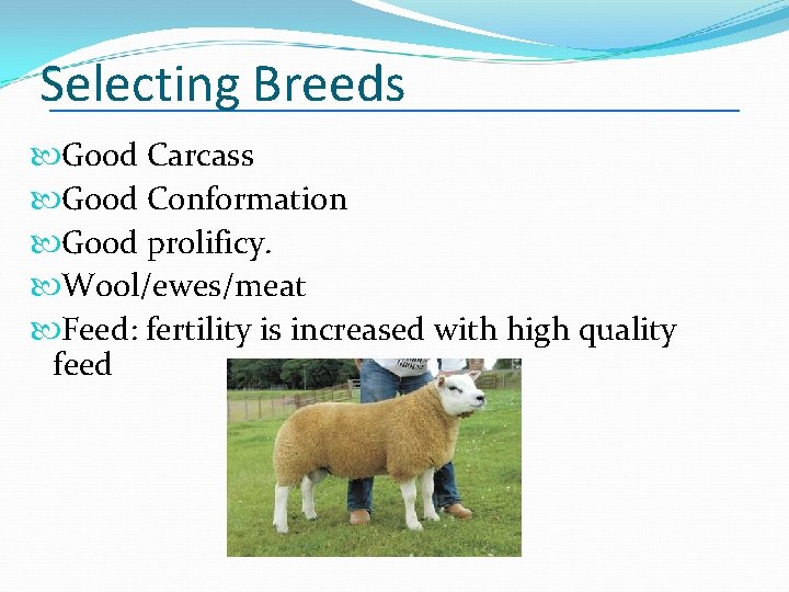 Selecting Breeds Good Carcass Good Conformation Good prolificy. Wool/ewes/meat Feed: fertility is increased with