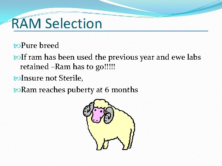 RAM Selection Pure breed If ram has been used the previous year and ewe