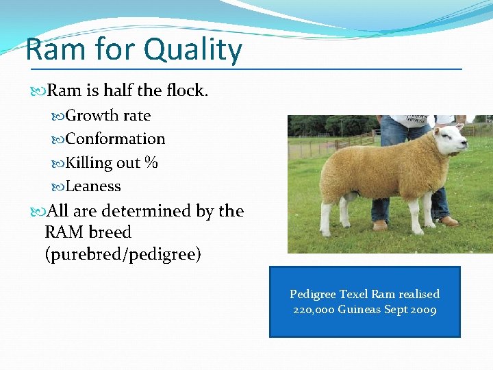Ram for Quality Ram is half the flock. Growth rate Conformation Killing out % Ram for Quality Ram is half the flock. Growth rate Conformation Killing out %
