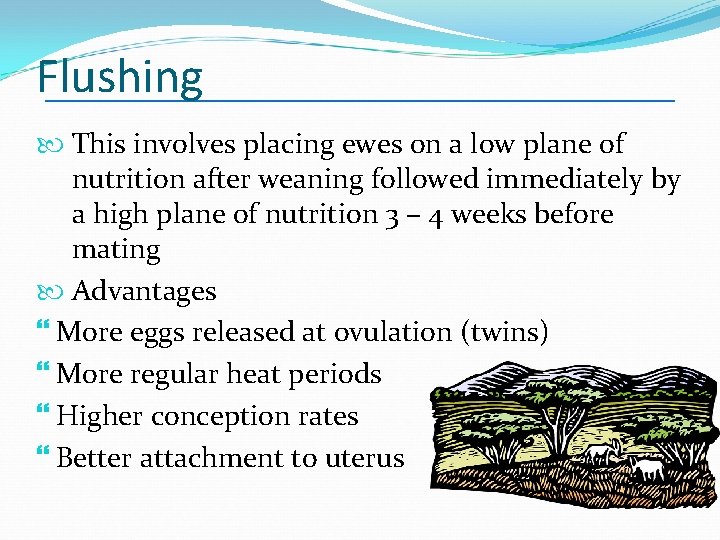 Flushing This involves placing ewes on a low plane of nutrition after weaning followed