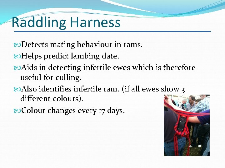 Raddling Harness Detects mating behaviour in rams. Helps predict lambing date. Aids in detecting