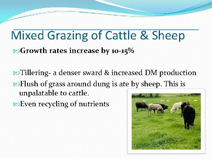 Mixed Grazing of Cattle & Sheep Growth rates increase by 10 -15% Tillering- a