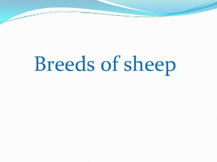 Breeds of sheep 