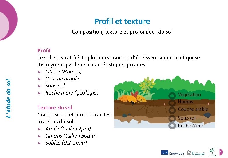 Profil et texture L’étude du sol Composition, texture et profondeur du sol Profil Le