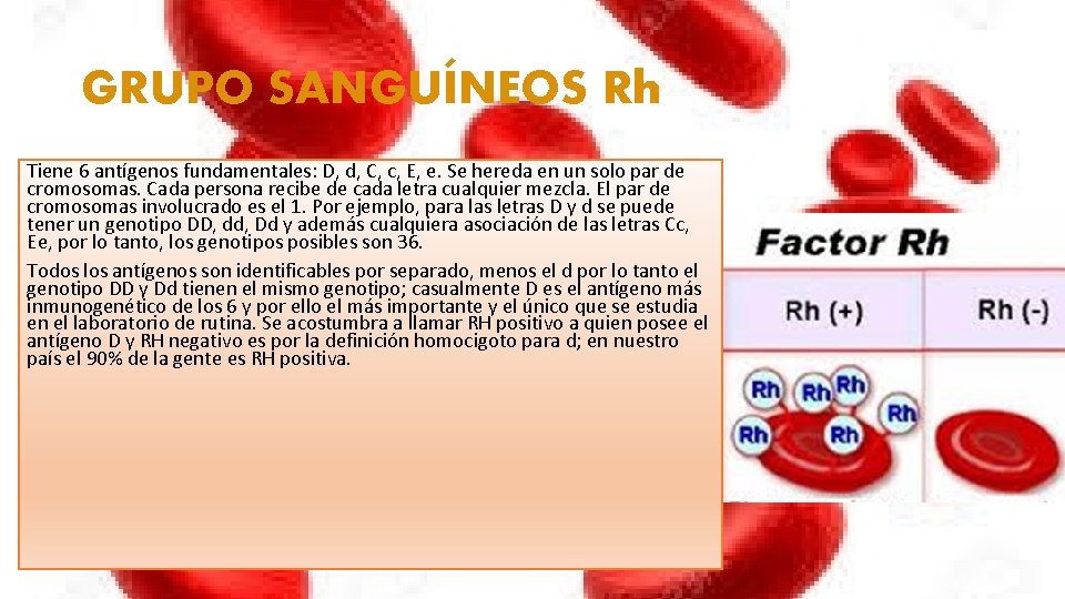 GRUPO SANGUÍNEOS Rh Tiene 6 antígenos fundamentales: D, d, C, c, E, e. Se