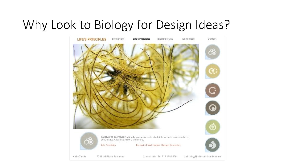 Why Look to Biology for Design Ideas? 