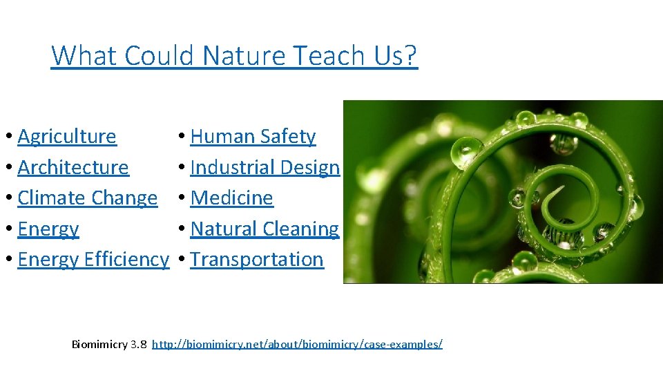 What Could Nature Teach Us? • Agriculture • Architecture • Climate Change • Energy