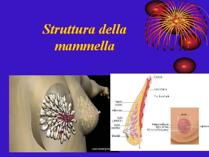 Struttura della mammella 