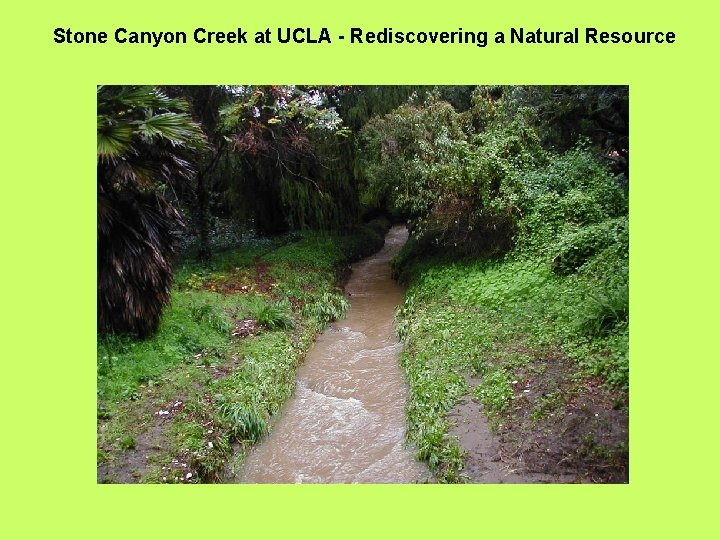Stone Canyon Creek at UCLA - Rediscovering a Natural Resource 