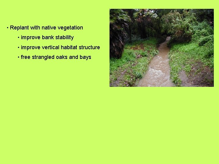  • Replant with native vegetation • improve bank stability • improve vertical habitat