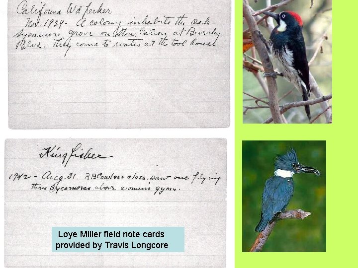 Loye Miller field note cards provided by Travis Longcore 