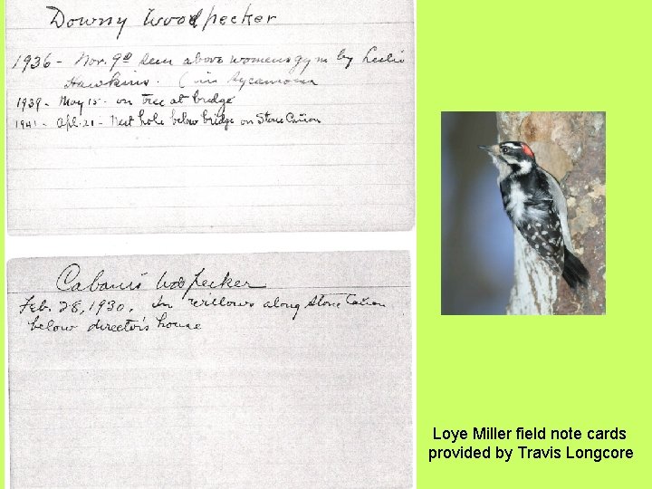 Loye Miller field note cards provided by Travis Longcore 