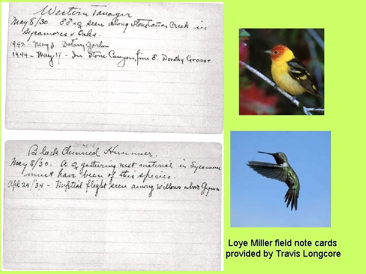 Loye Miller field note cards provided by Travis Longcore 