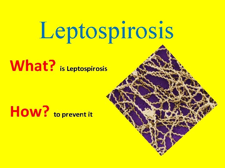 Leptospirosis What? is Leptospirosis How? to prevent it 