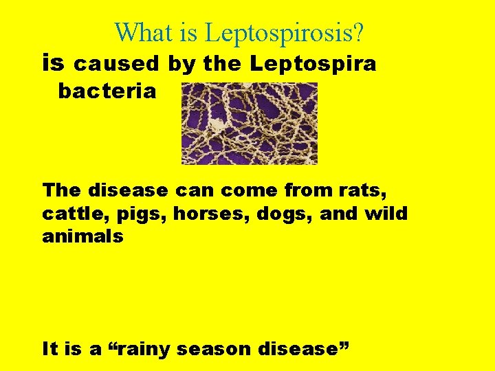What is Leptospirosis? is caused by the Leptospira bacteria The disease can come from