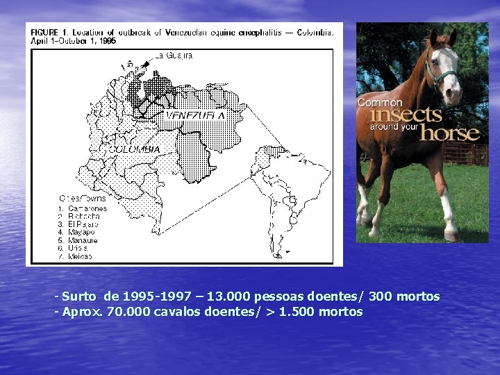 - Surto de 1995 -1997 – 13. 000 pessoas doentes/ 300 mortos - Aprox.