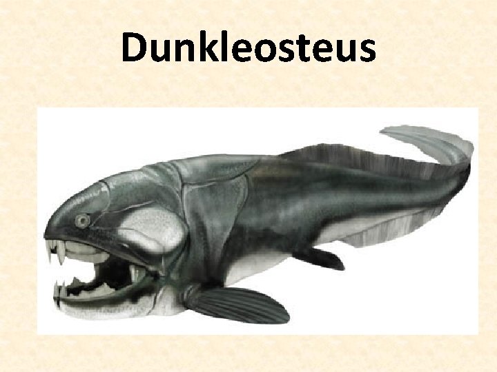 Dunkleosteus 