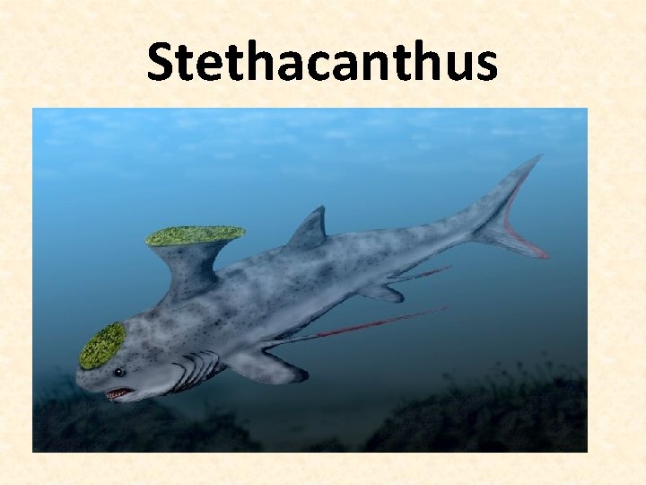 Stethacanthus 