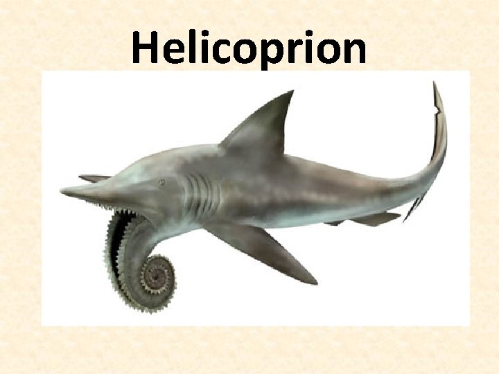 Helicoprion 