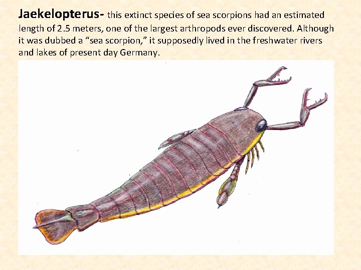 Jaekelopterus- this extinct species of sea scorpions had an estimated length of 2. 5