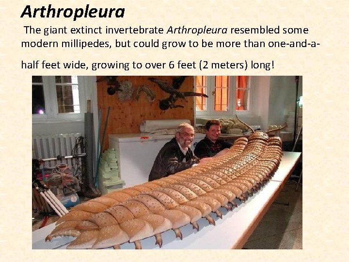 Arthropleura The giant extinct invertebrate Arthropleura resembled some modern millipedes, but could grow to