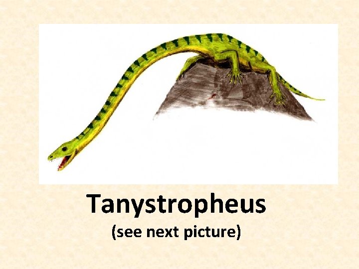Tanystropheus (see next picture) 
