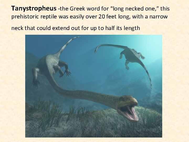 Tanystropheus -the Greek word for “long necked one, ” this prehistoric reptile was easily