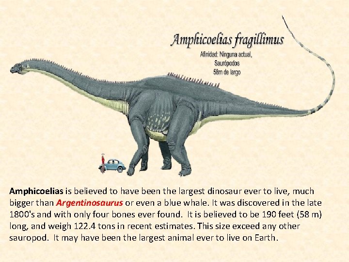 Amphicoelias is believed to have been the largest dinosaur ever to live, much bigger