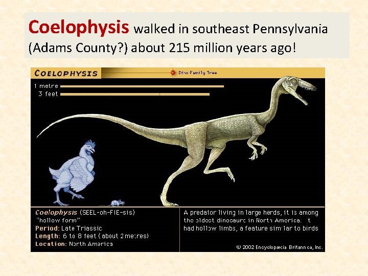 Coelophysis walked in southeast Pennsylvania (Adams County? ) about 215 million years ago! 