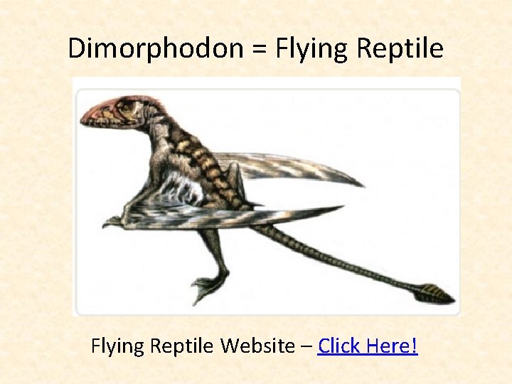 Dimorphodon = Flying Reptile Website – Click Here! 