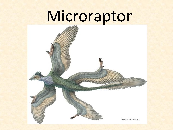 Microraptor 