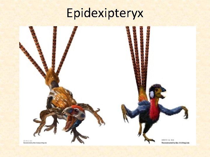 Epidexipteryx 