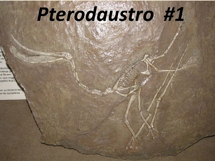 Pterodaustro #1 