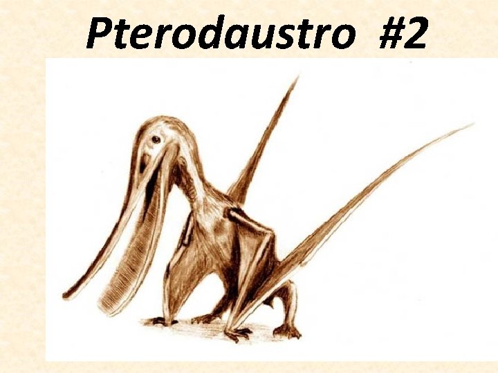 Pterodaustro #2 