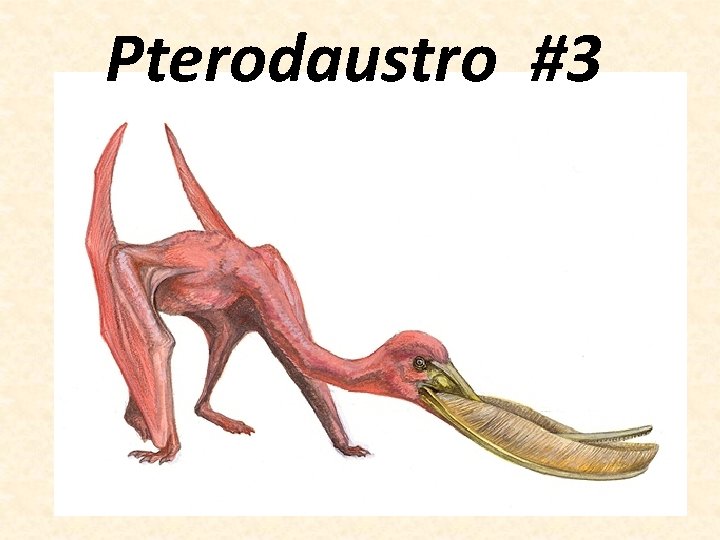 Pterodaustro #3 
