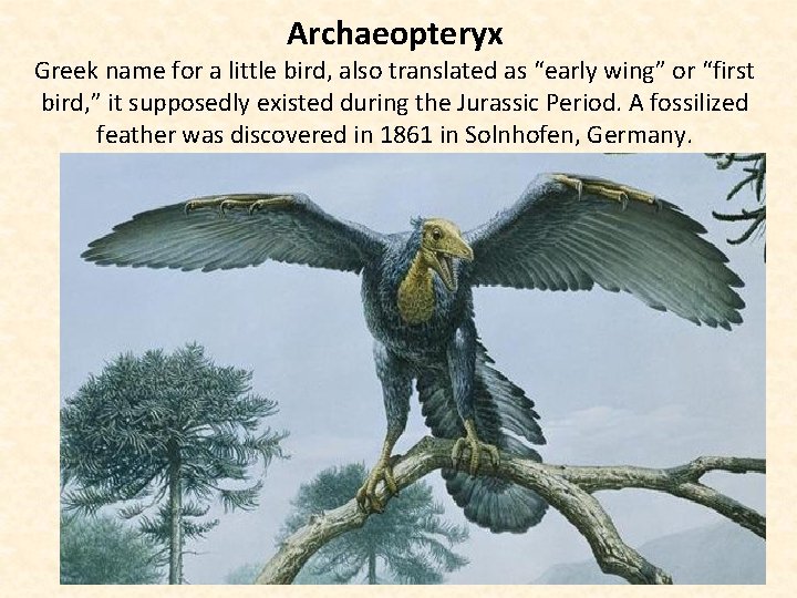 Archaeopteryx Greek name for a little bird, also translated as “early wing” or “first