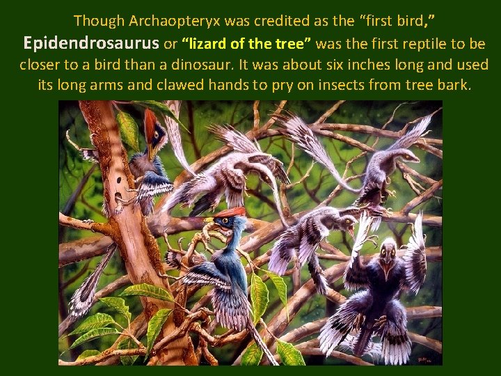 Though Archaopteryx was credited as the “first bird, ” Epidendrosaurus or “lizard of the