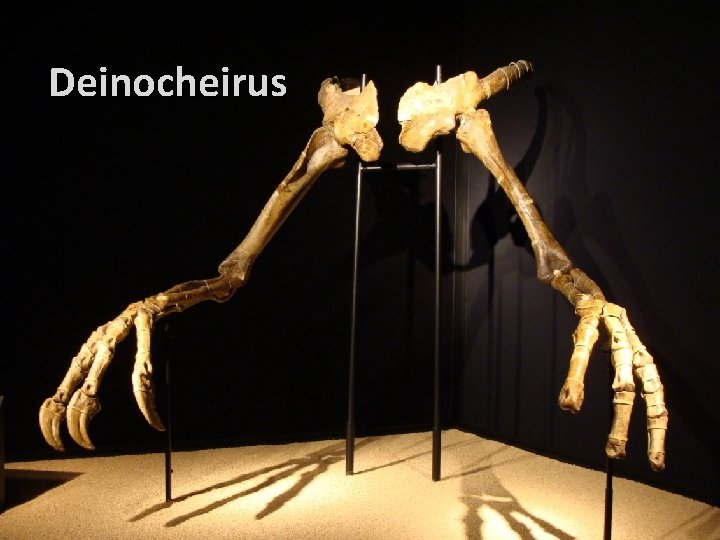 Deinocheirus 