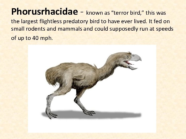 Phorusrhacidae - known as “terror bird, ” this was the largest flightless predatory bird